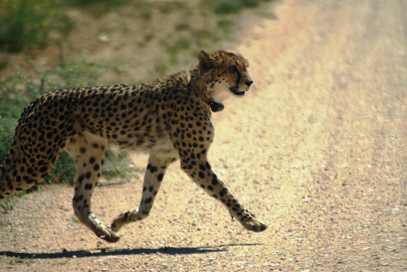 nab (1661).jpg - Gepard